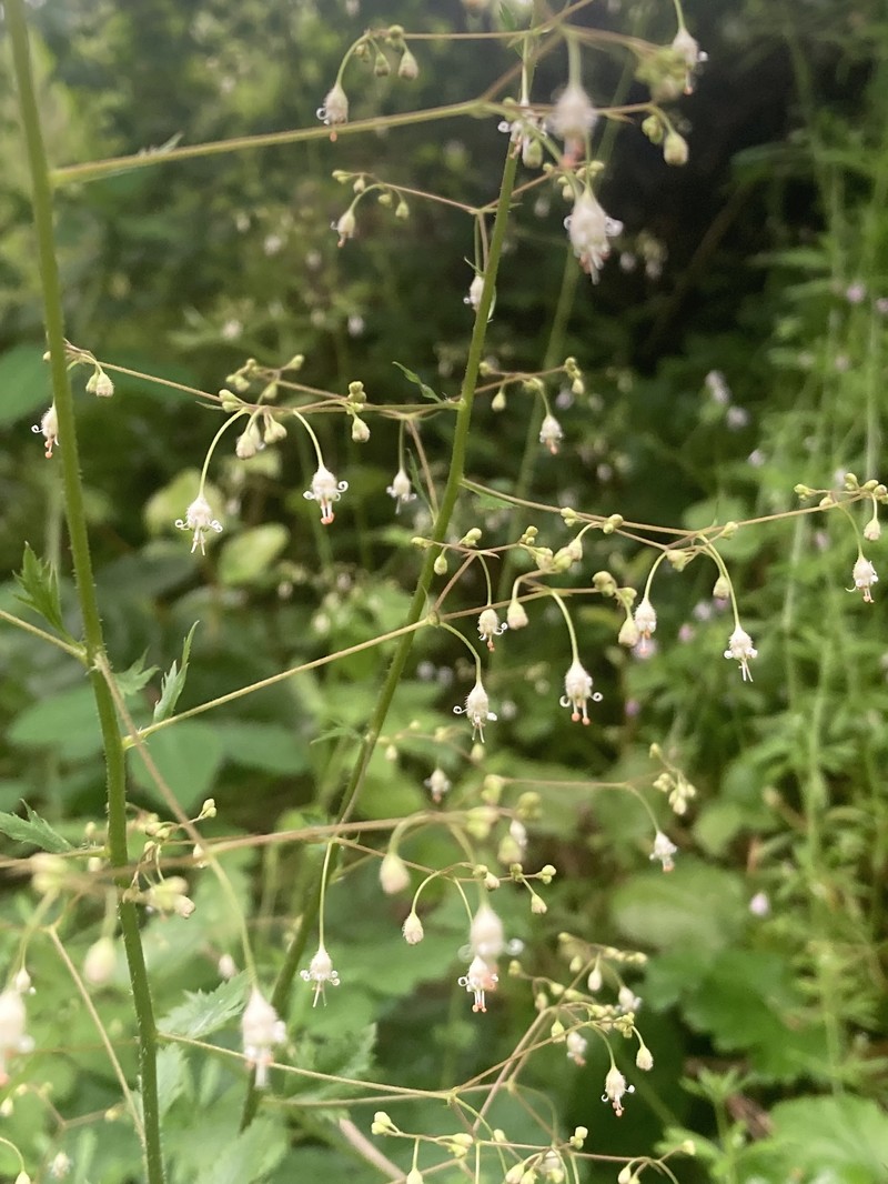 Heuchera micrantha var. micrantha photo 4