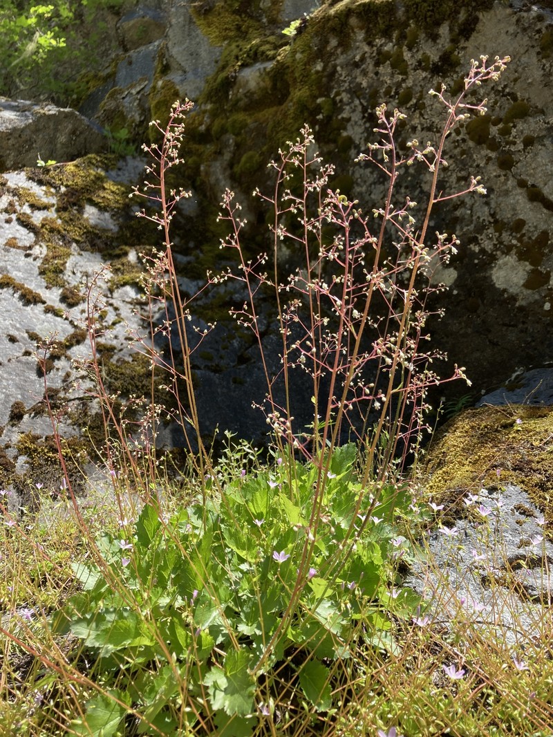 Heuchera micrantha var. micrantha photo 5