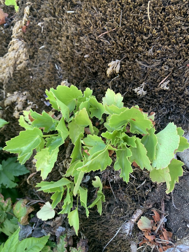 Heuchera micrantha var. micrantha photo 6
