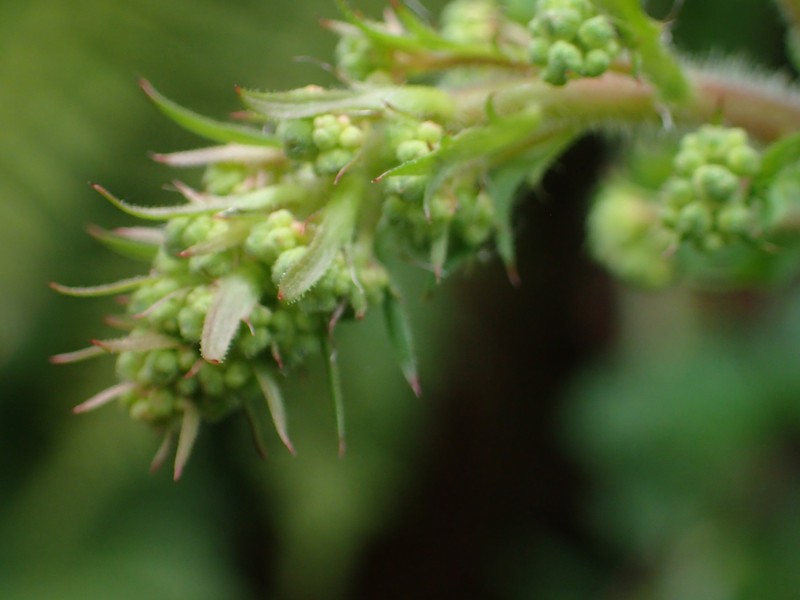 Heuchera micrantha var. micrantha photo 8
