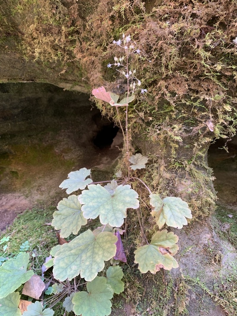 Heuchera missouriensis