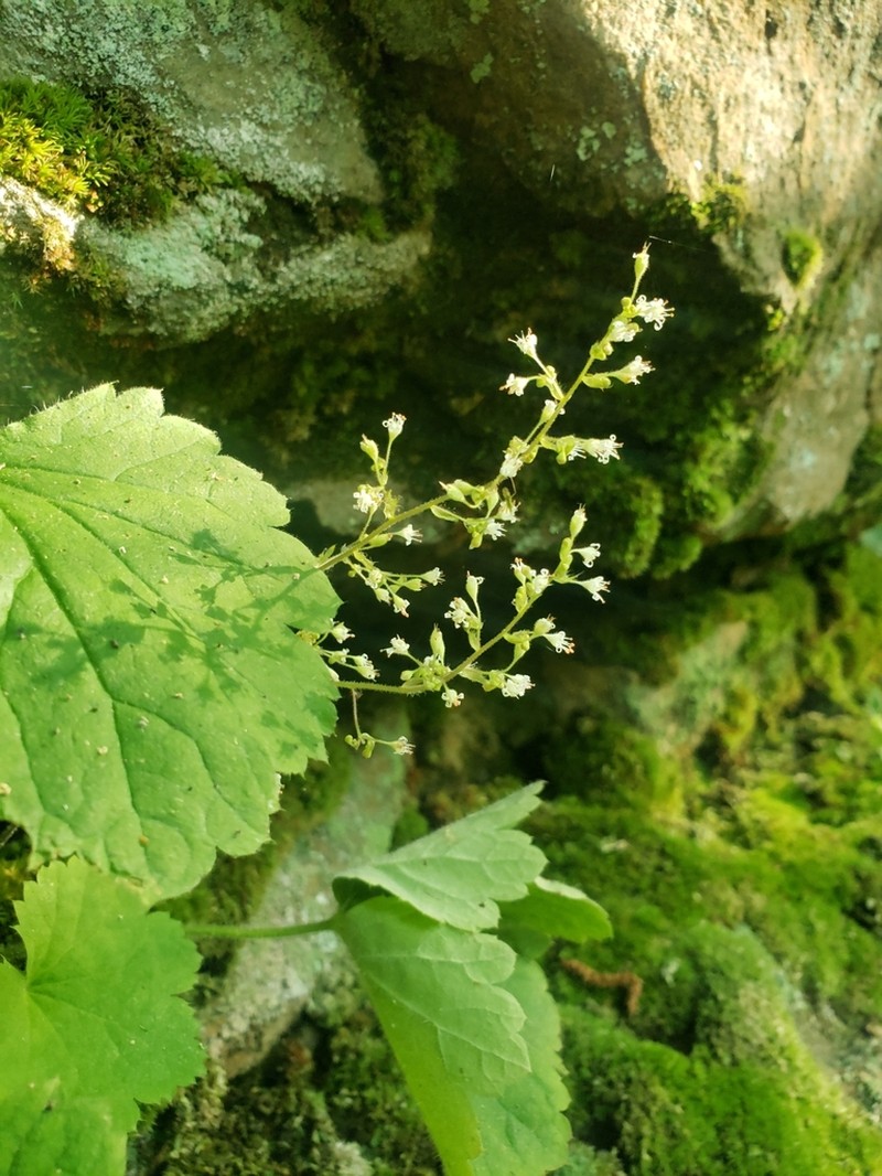 Heuchera missouriensis photo 2