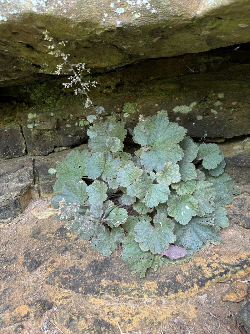 Heuchera missouriensis photo 3