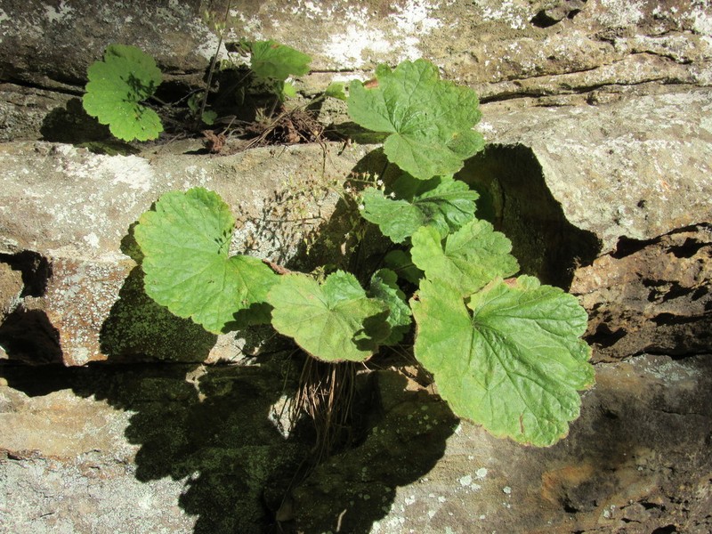 Heuchera missouriensis photo 4