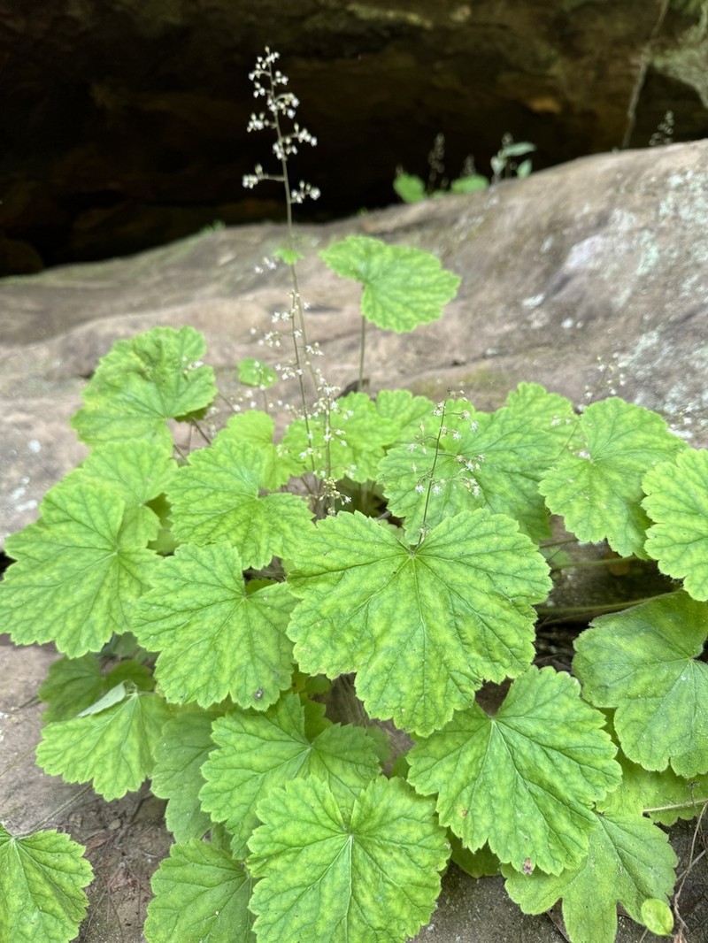 Heuchera missouriensis photo 5