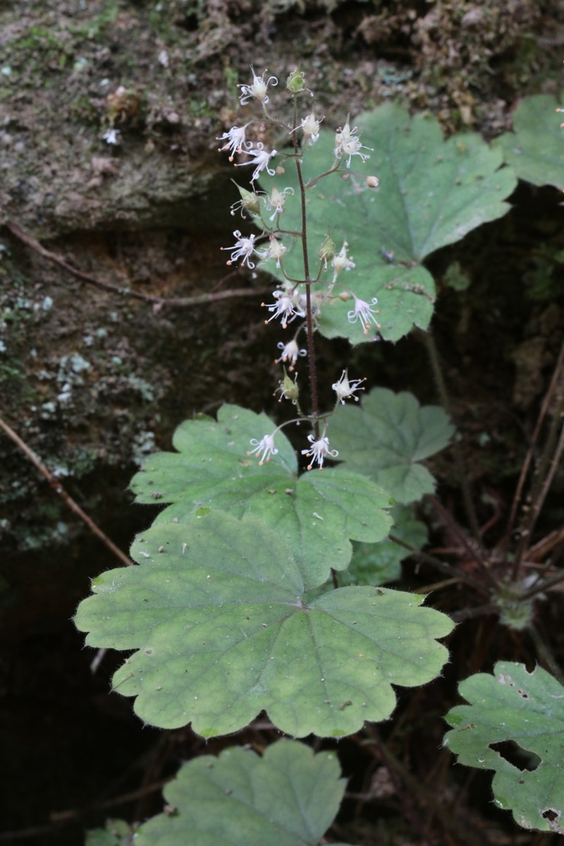 Heuchera missouriensis photo 6