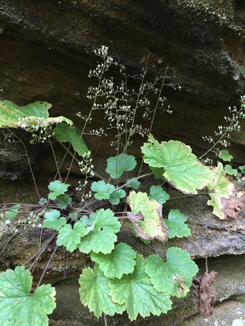 Heuchera missouriensis photo 7