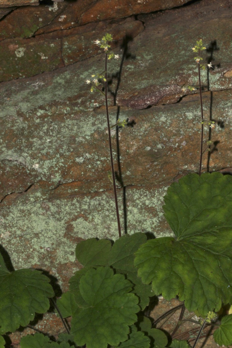 Heuchera missouriensis photo 8