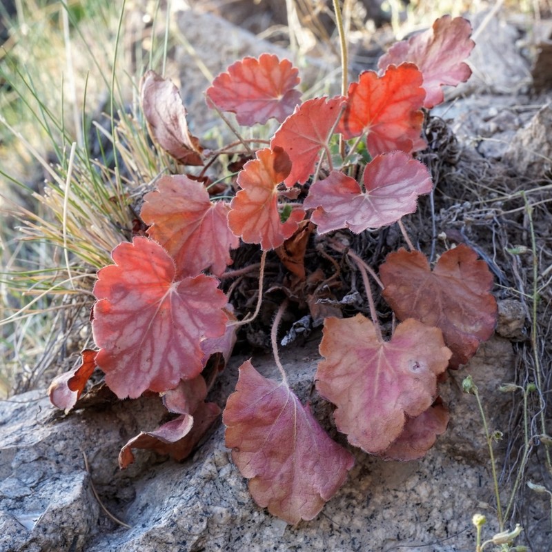 New Mexico Alumroot