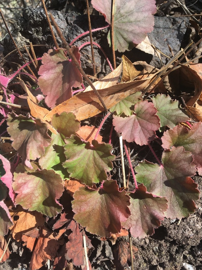 New Mexico Alumroot photo 2