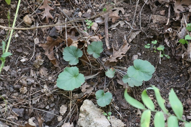 New Mexico Alumroot photo 3