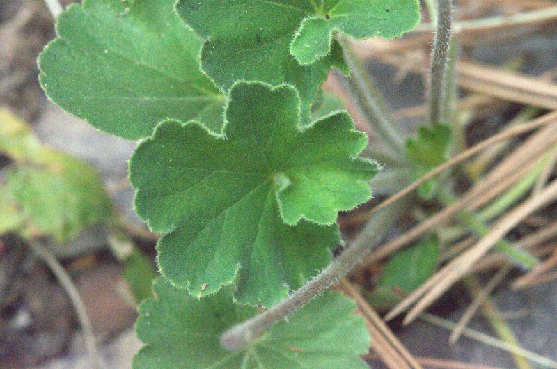 New Mexico Alumroot photo 4