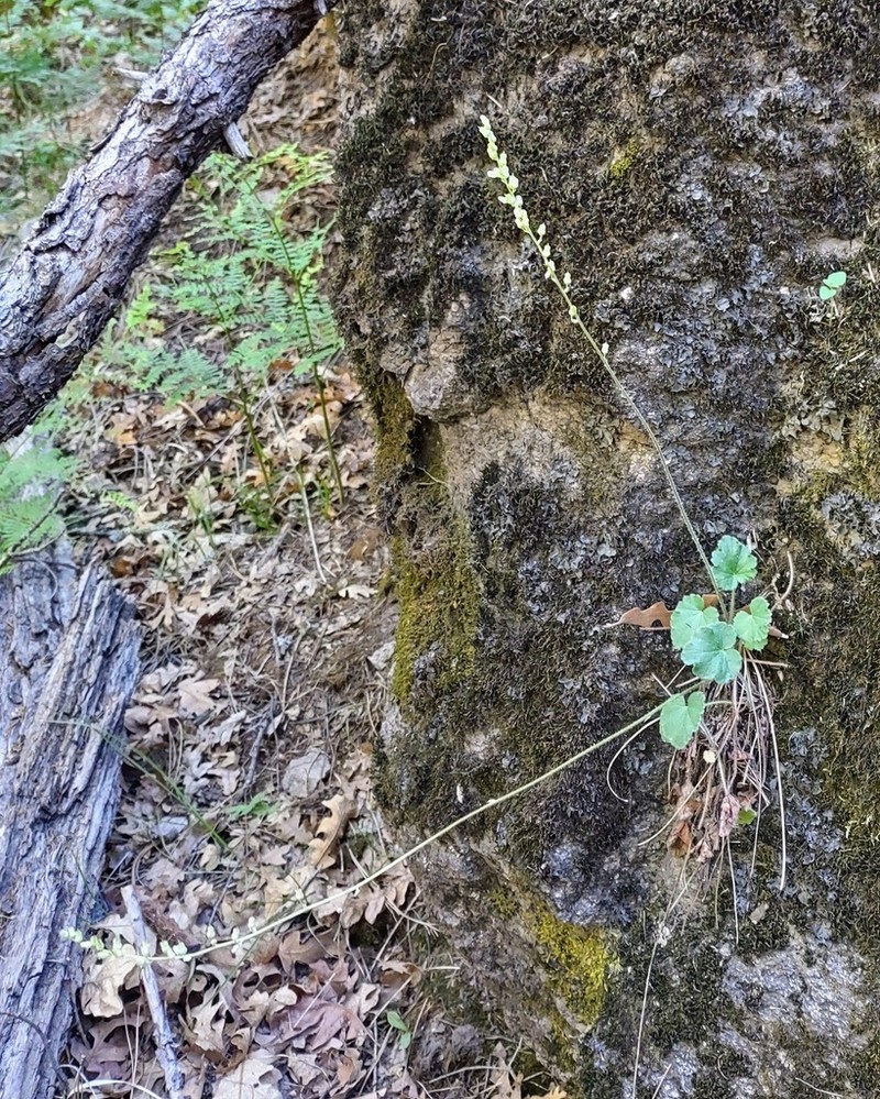 New Mexico Alumroot photo 6