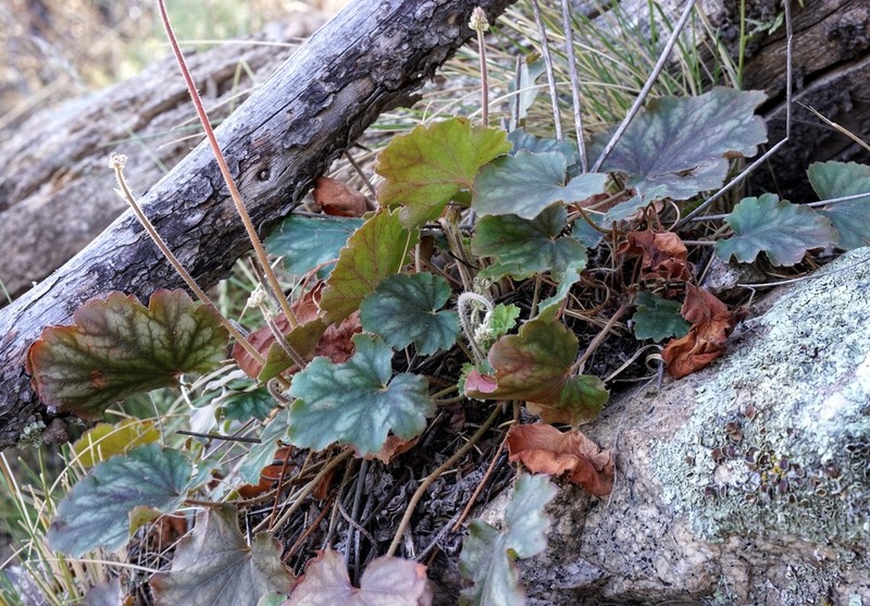 New Mexico Alumroot photo 7