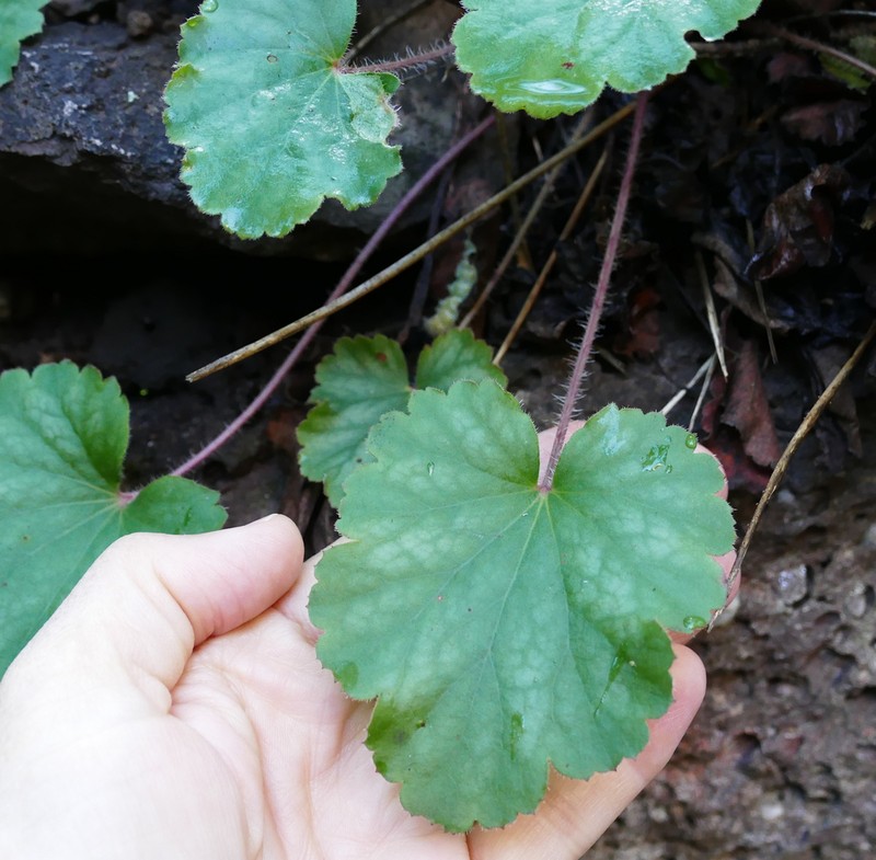 New Mexico Alumroot photo 8