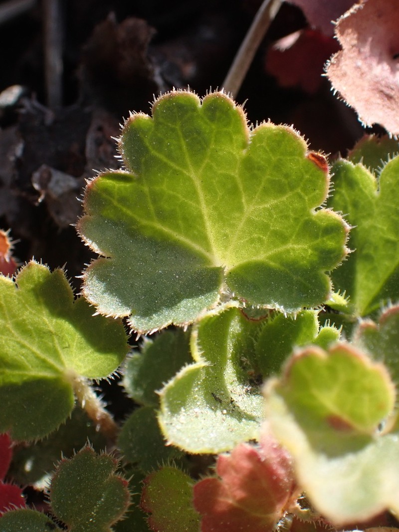 San Bernardino Mountain Alumroot photo 3