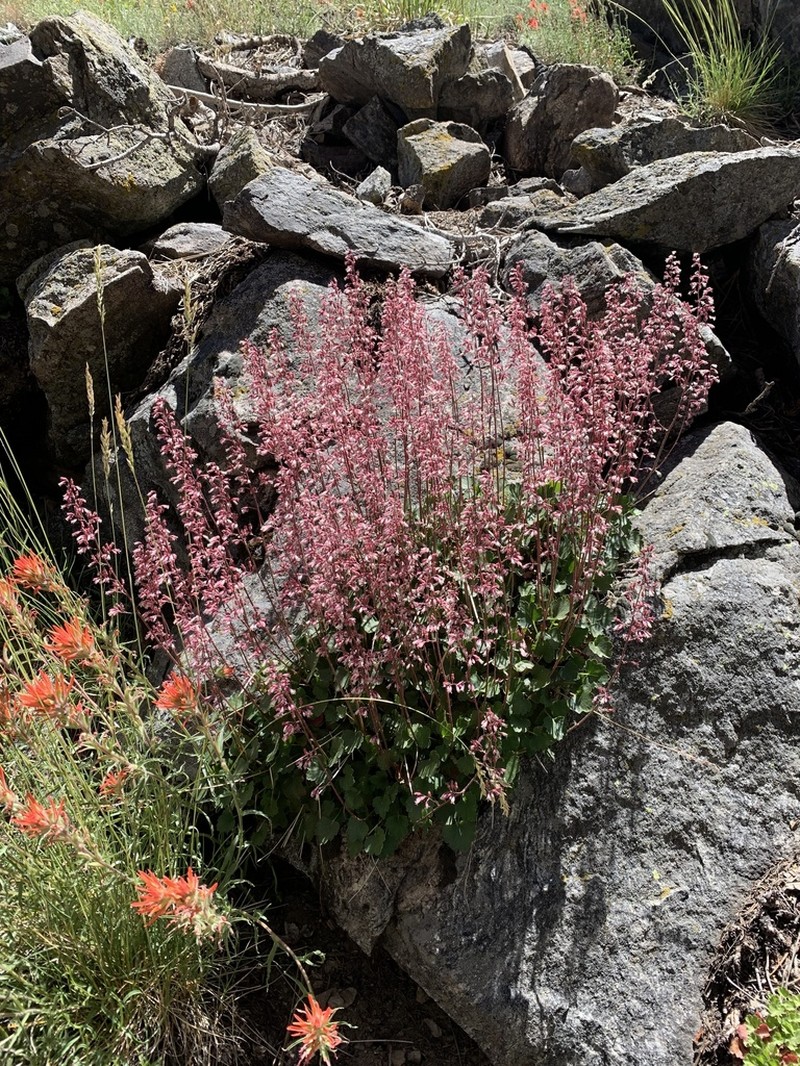 San Bernardino Mountain Alumroot photo 4