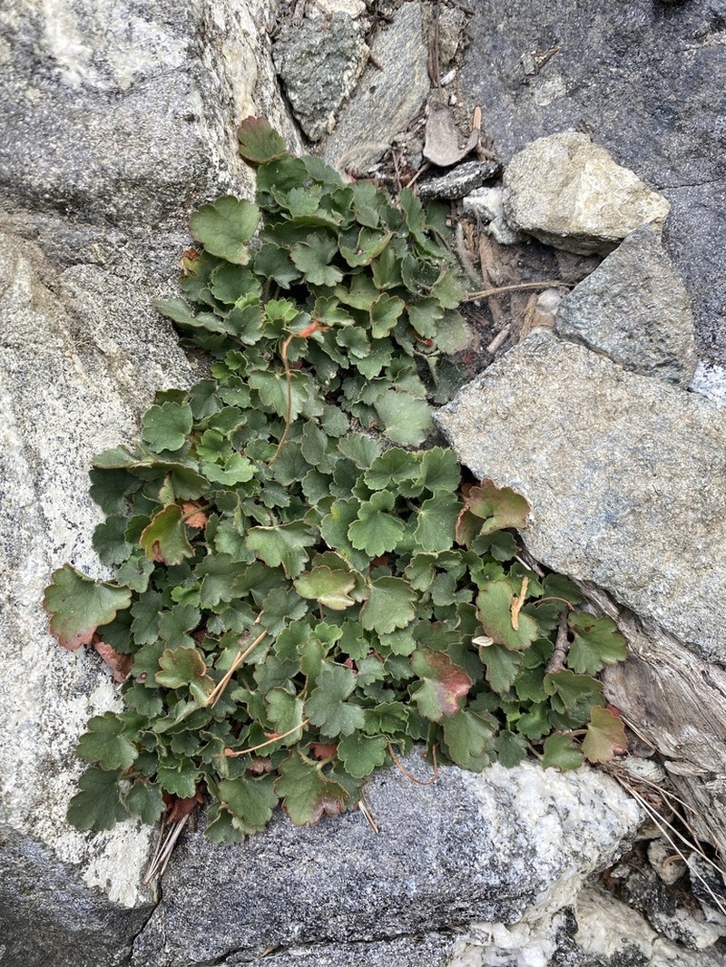 San Bernardino Mountain Alumroot photo 5