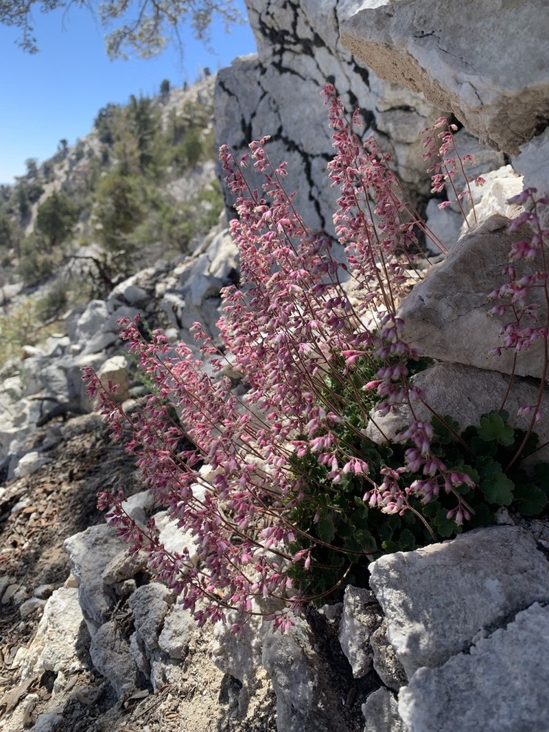 Mill Creek Alumroot photo 2