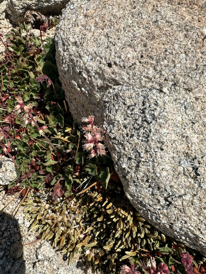 Mill Creek Alumroot photo 6