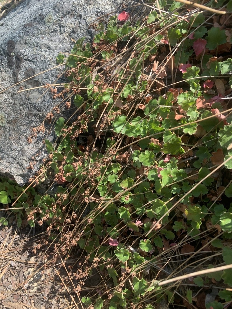 Mill Creek Alumroot photo 7