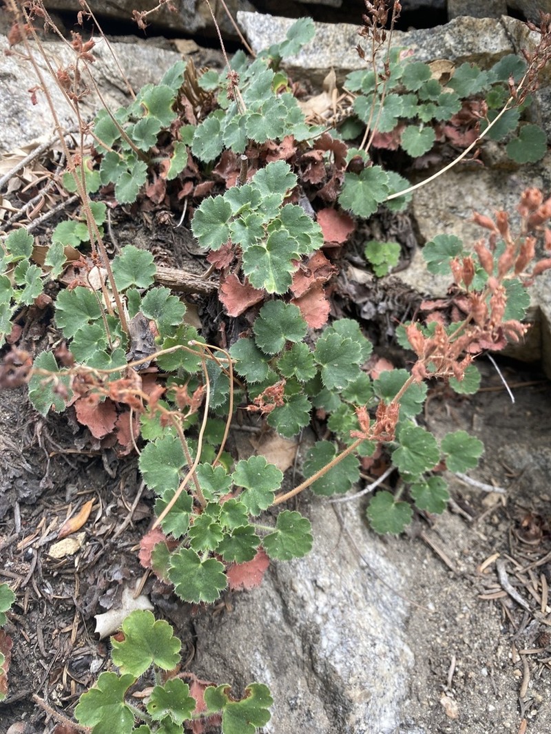 Mill Creek Alumroot photo 8