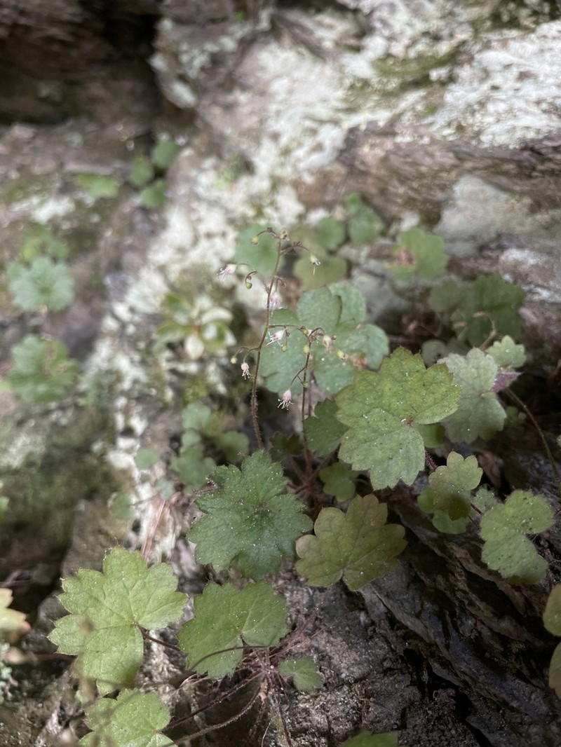 Littleflower Alumroot