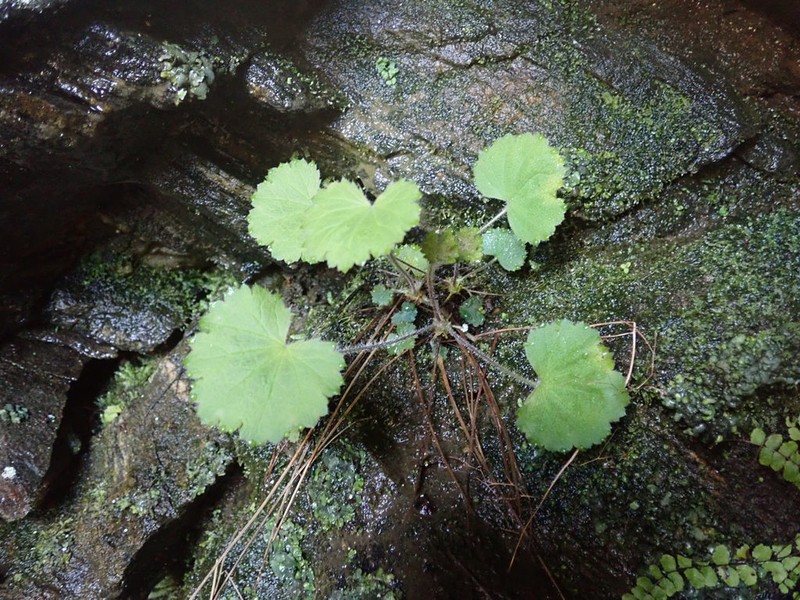 Littleflower Alumroot photo 3