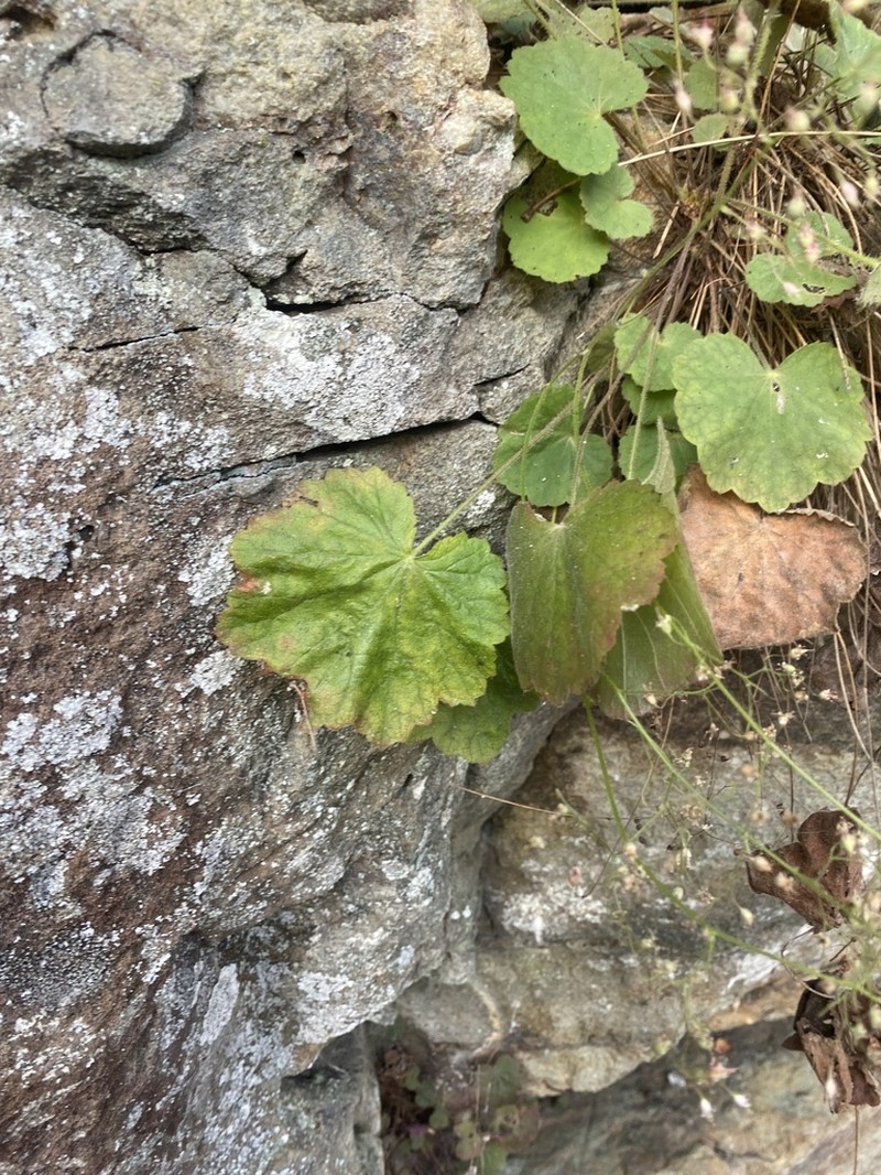 Littleflower Alumroot photo 4