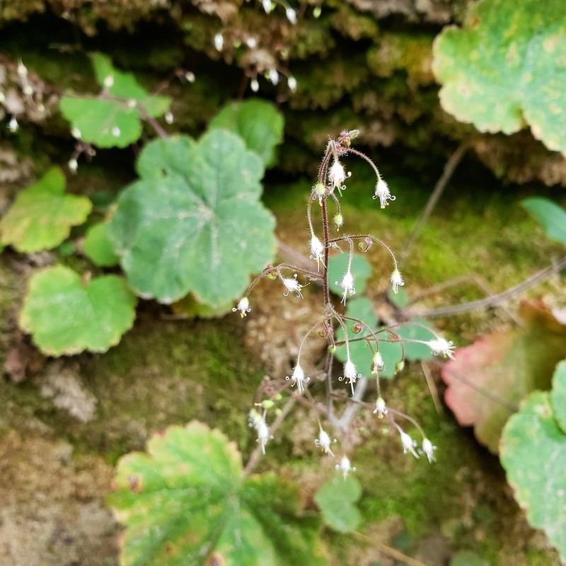 Littleflower Alumroot photo 5