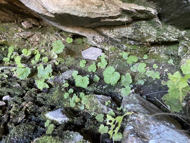 Littleflower Alumroot photo 6