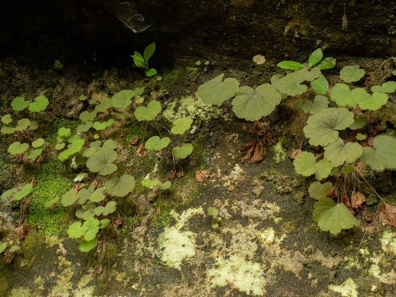 Littleflower Alumroot photo 7