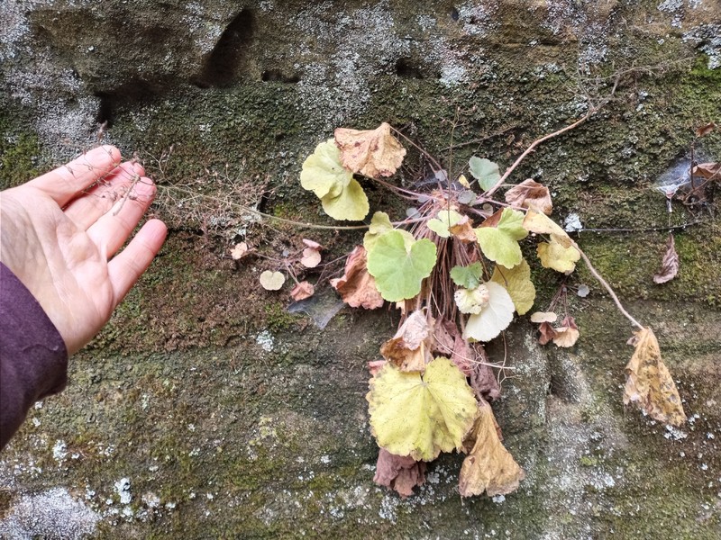 Heuchera parviflora var. parviflora photo 2