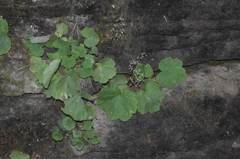 Heuchera parviflora var. parviflora photo 3