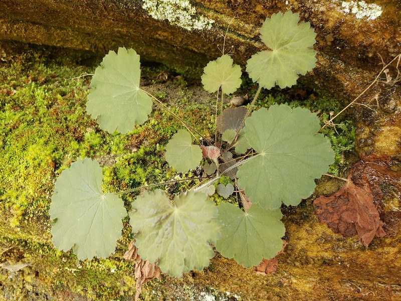 Heuchera parviflora var. parviflora photo 4