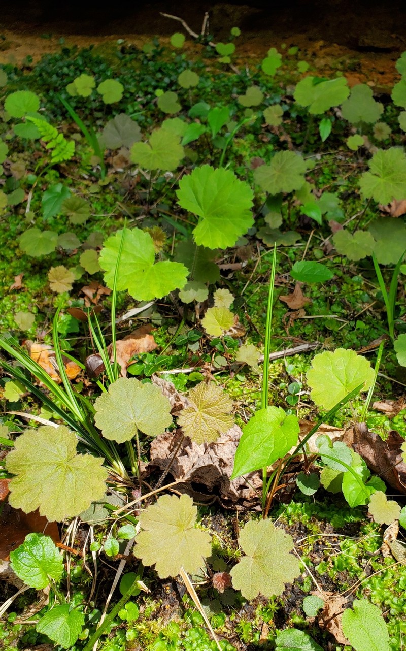 Heuchera parviflora var. parviflora photo 5