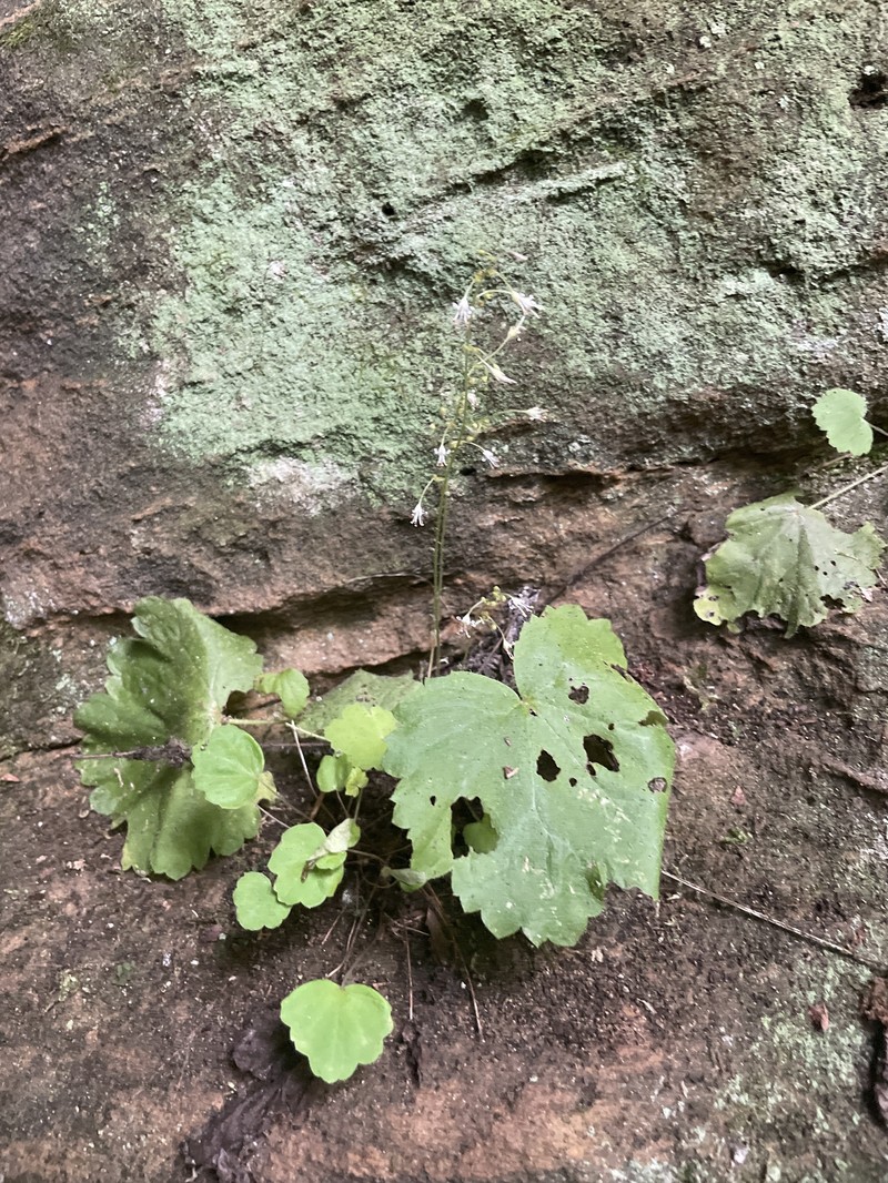 Heuchera parviflora var. parviflora photo 6