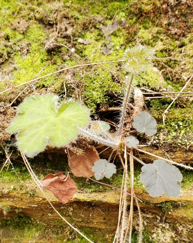 Heuchera parviflora var. parviflora photo 7