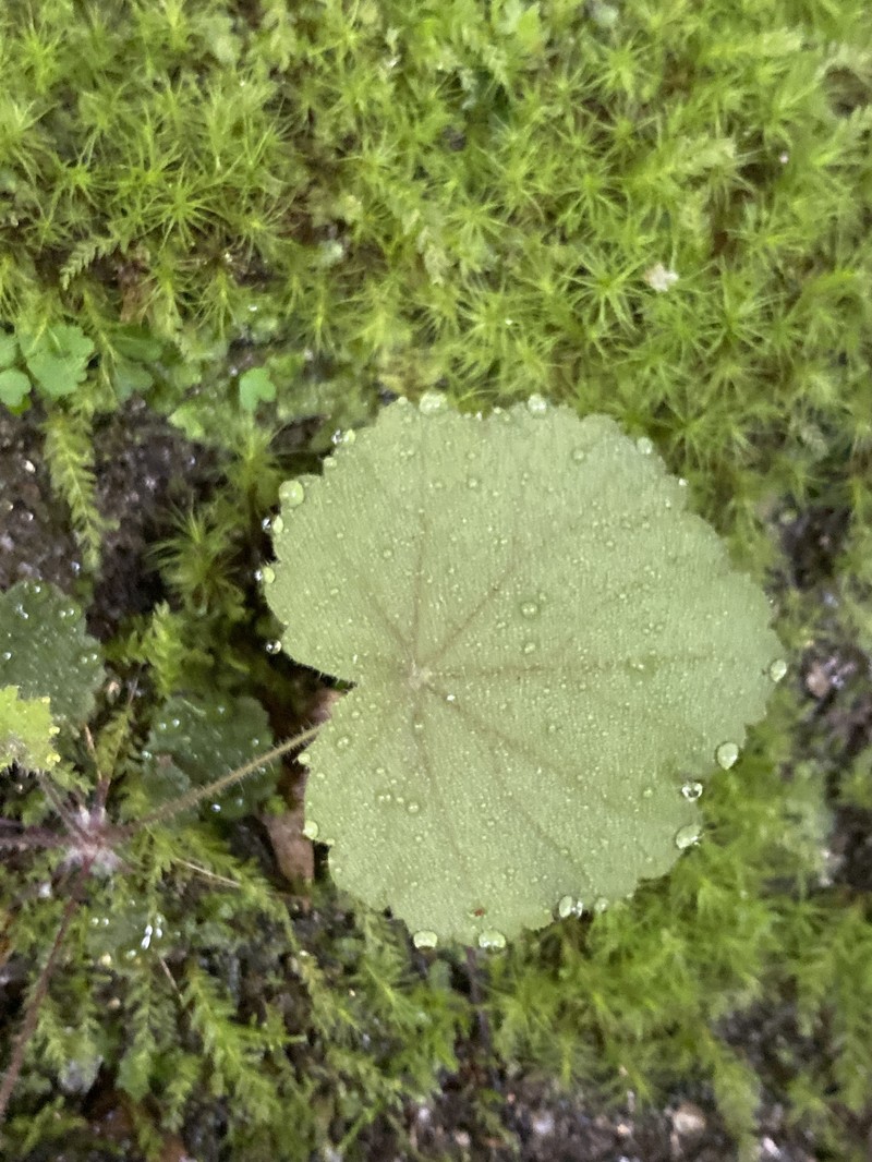 Heuchera parviflora var. parviflora photo 8