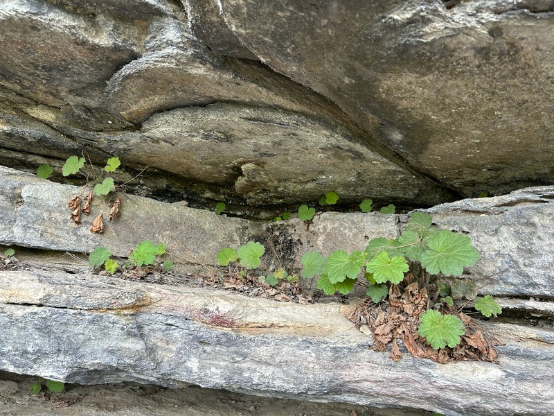 Heuchera parviflora var. saurensis