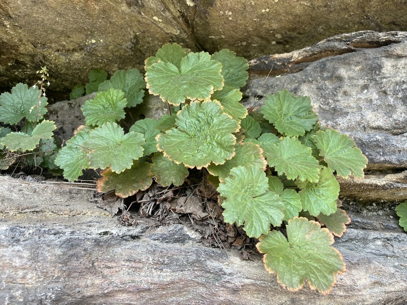 Heuchera parviflora var. saurensis photo 2