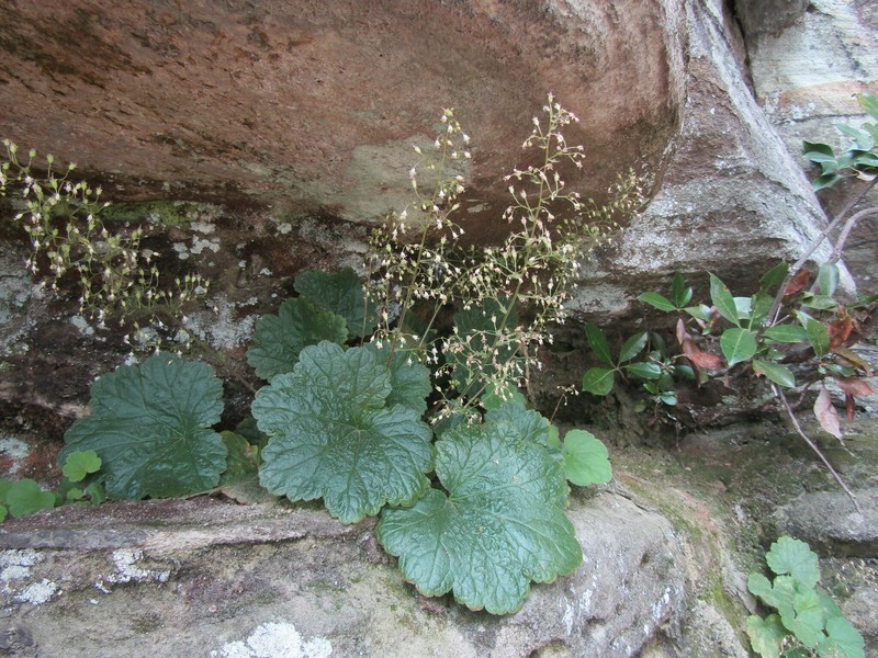 Heuchera parviflora var. saurensis photo 4