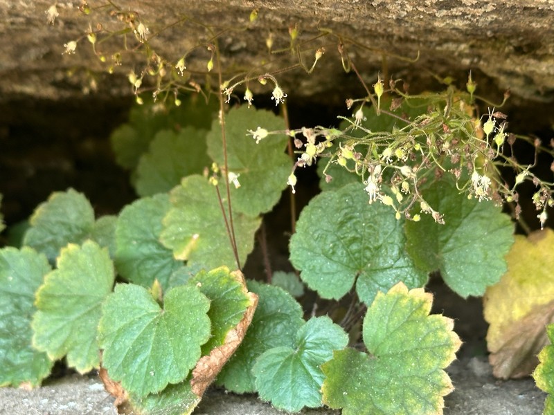 Heuchera parviflora var. saurensis photo 5