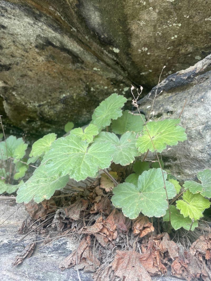 Heuchera parviflora var. saurensis photo 6