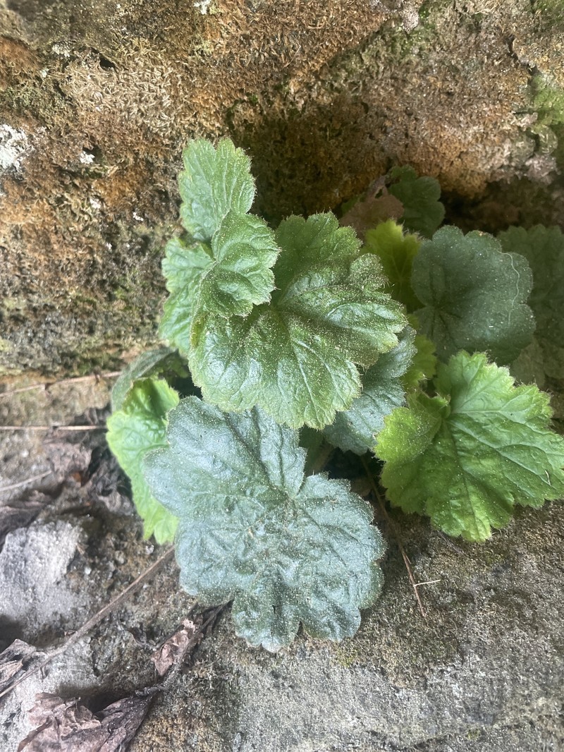 Heuchera parviflora var. saurensis photo 7