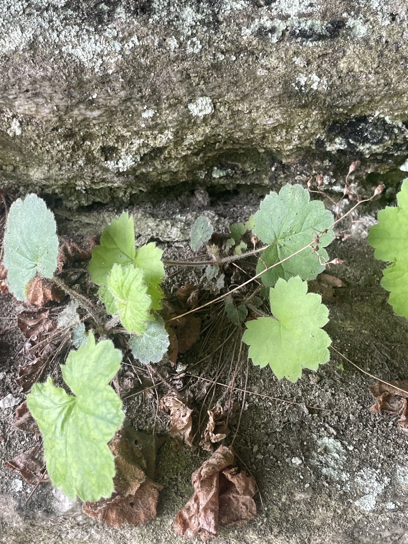 Heuchera parviflora var. saurensis photo 8
