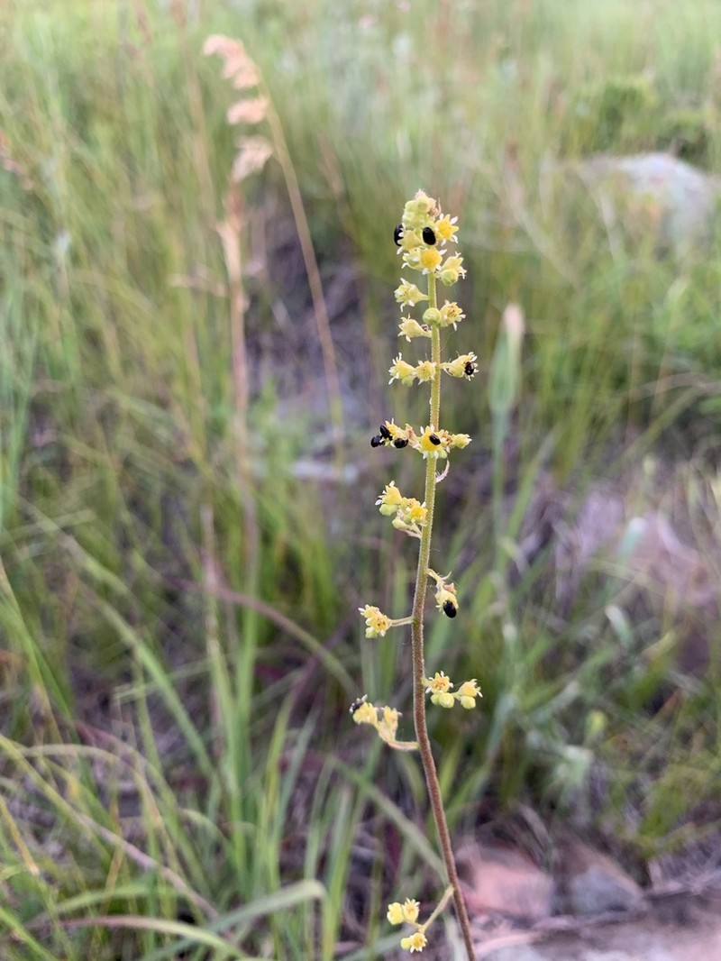 Littleleaf Alumroot photo 2