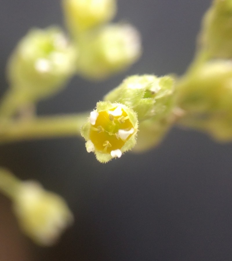 Littleleaf Alumroot photo 3
