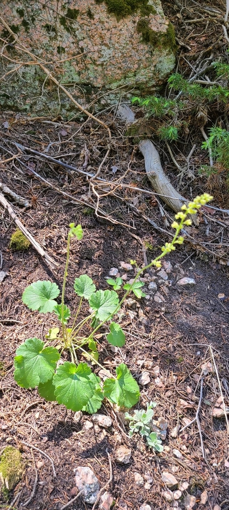 Littleleaf Alumroot photo 6
