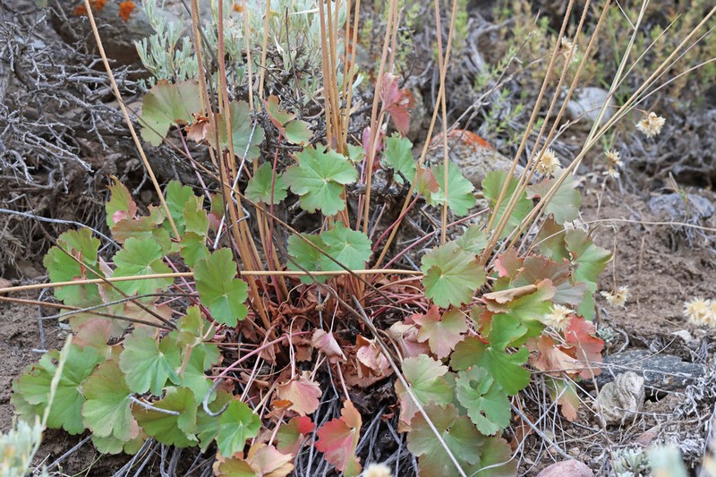 Bridger Mountain Alumroot